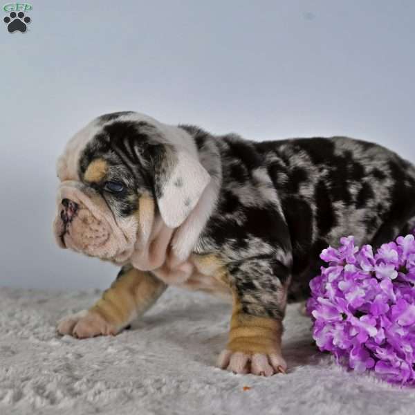 Mindy, English Bulldog Puppy